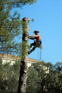 tree rimming services