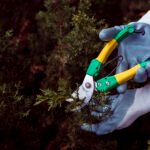 Expert Tree Pruning and Maintenance in Folsom CA