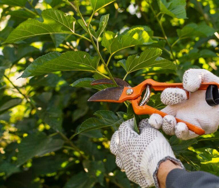 Trusted Tree Trimming in Roseville: Safe, Affordable, and Expert Service