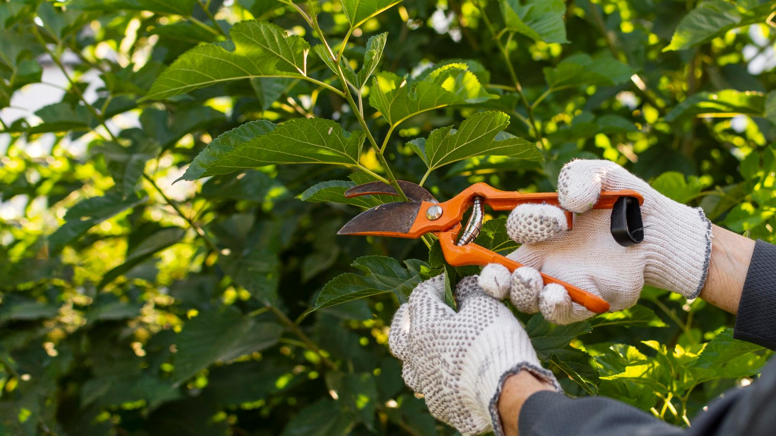 Trusted Tree Trimming in Roseville: Safe, Affordable, and Expert Service