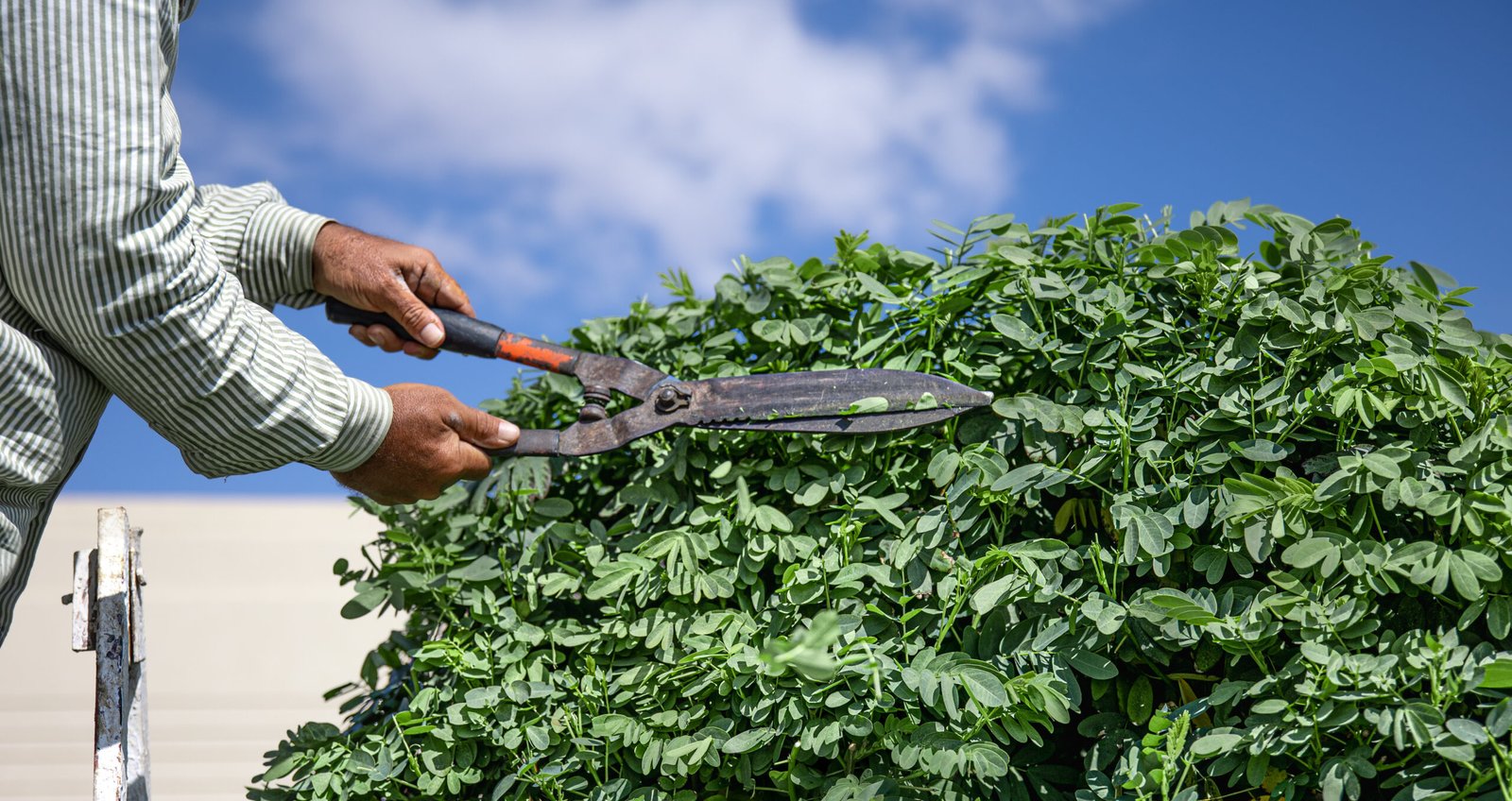 Tree Trimming Services in Roseville