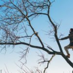 Affordable Tree Cutting Services Near Me in Rocklin You Can Count On