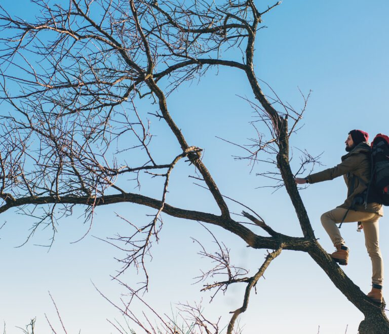 Affordable Tree Cutting Services Near Me in Rocklin You Can Count On