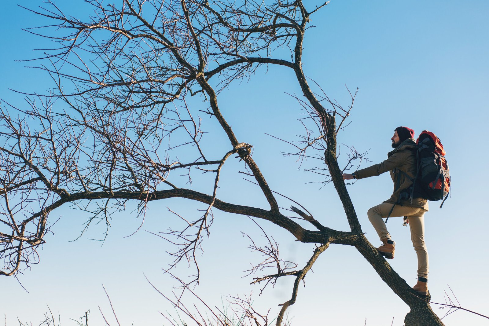 Affordable Tree Cutting Services Near Me in Rocklin You Can Count On
