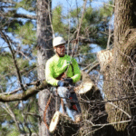 Expert Tree Pruning and Maintenance in Folsom