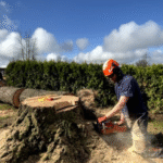 Best Local Tree Care Specialists in Granite Bay