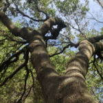 Professional Tree Pruning and Maintenance in Granite Bay