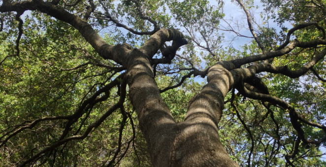 Professional Tree Pruning and Maintenance in Granite Bay
