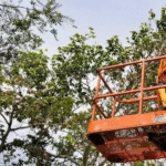 Expert Tree Trimming Services in Rocklin CA