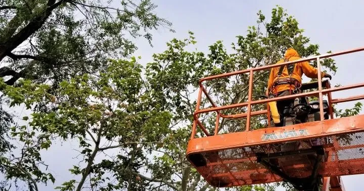 Expert Tree Trimming Services in Rocklin CA