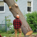 Residential and Commercial Tree Trimming in Sacramento