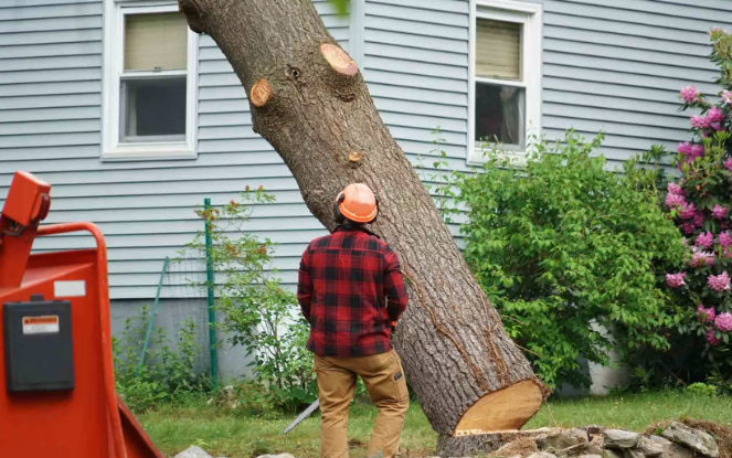 Residential and Commercial Tree Trimming in Sacramento