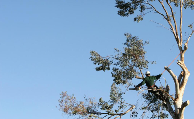 Affordable Tree Cutting Near Me in Folsom CA Services