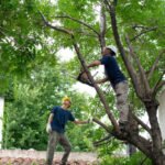 Why Regular Tree Trimming Is Important for Granite Bay Properties