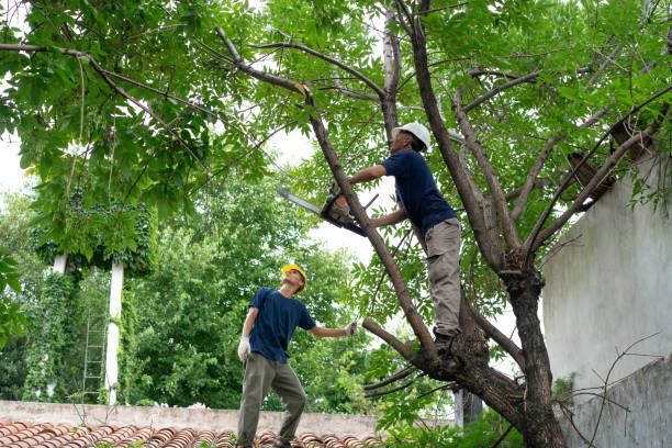 Tree Trimming